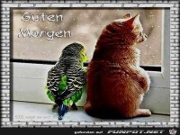 guten Morgen