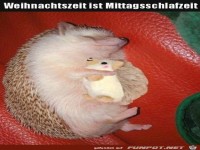 Mittagsschlaf ist schn