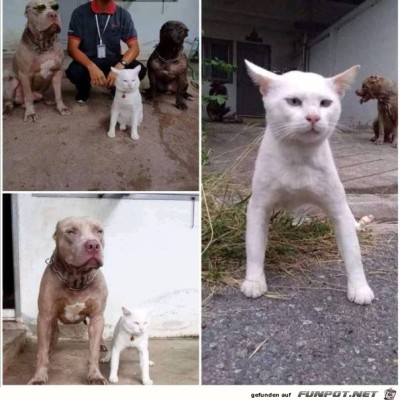 Katze-macht-Hund-nach.jpg von Maddin