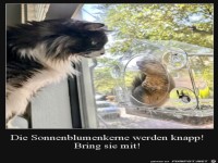 Bring Sonnenblumenkerne mit