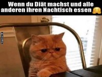 Di�tkatze: der Kampf gegen den Nachtisch!