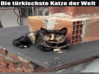 Die Mauerkatze �berwacht das Bauprojekt!