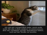 Katzen-Detektiv auf hei�er Spur
