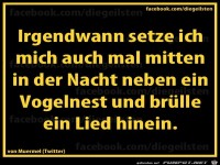 diegeilsten Vogelnest