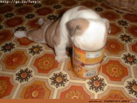 Cannedfood - Dosenfutter