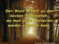 Der Wald