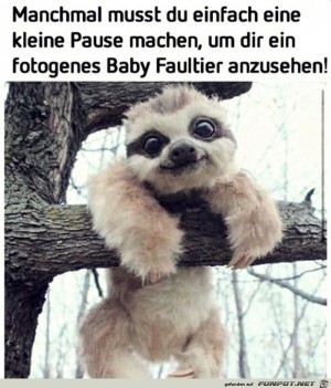 Niedliches-Baby-Faultier.jpg auf www.funpot.net