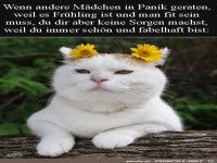 H�bsche Katze