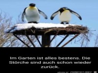die St�rche sind zur�ck