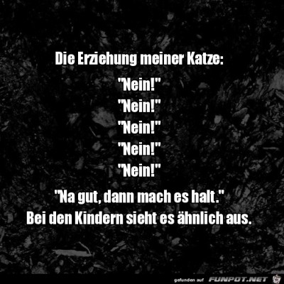 Katzen-Erziehung.jpg von Rebecca