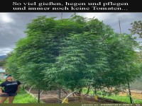 Gro�e Tomatenpflanze