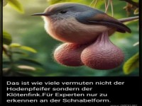 Nur an der Schnabelform zu erkennen