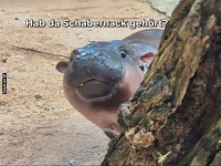 Neugieriges Flusspferd schaut hinter Baum hervor