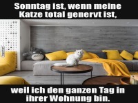 Sonntag mit genervter Katze