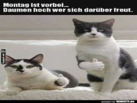 Katzenjubel f�r Dienstag!