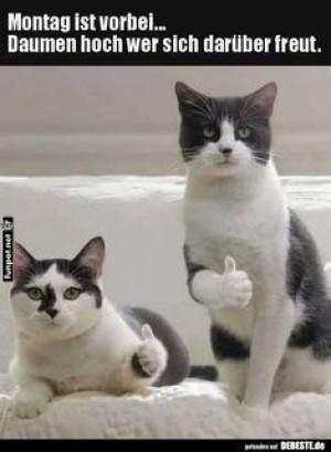 Katzenjubel-für-Dienstag!.jpg auf www.funpot.net