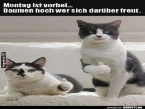 fun-Bild: Katzenjubel für Dienstag!