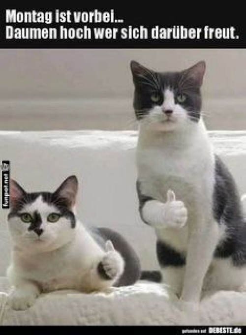 Katzenjubel-für-Dienstag!.jpg auf www.funpot.net