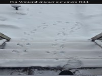 Der Schnee-Spiraltanz der Pfoten!