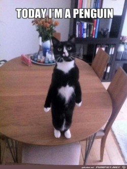 Pinguin.jpg auf www.funpot.net