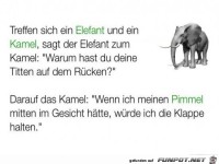 treffen sich ein Elefant und......