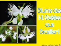 Blume des Hl. Geistes