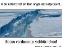 Dieses Eichh�rnchen hat wieder seine Eichel gesucht