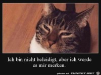 Katze ist nicht beleidigt