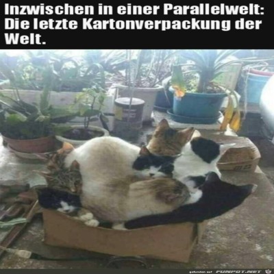 Der-letzte-Karton.jpg von Emilia