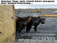 Was soll der L�rm?