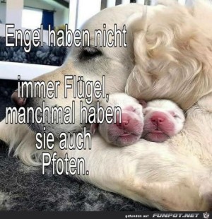 Engel.jpg auf www.funpot.net