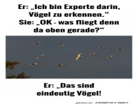Vogel-Experte