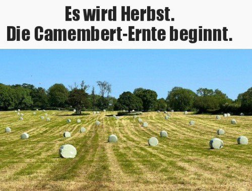 Die-Camembert-Ernte.jpg auf www.funpot.net