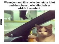 Katzen-Taxi im Stra�enverkehr