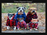 Hipster-Hunde: Die Waldgang