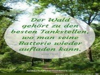 Der Wald gehoert zu den besten Tankstellen