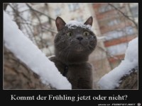 Kommt der Fr�hling oder nicht?
