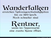 Wanderfalken
