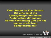 Zwei Stuten im Zoo lstern