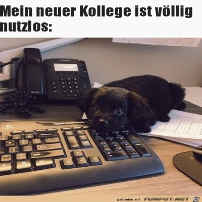 Kollege-taugt-nichts.jpg von Randy