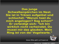 Das junge Schwalbenp�rchen im Nest