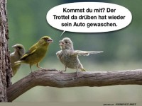 Vgel unterhalten sich ber Autowsche
