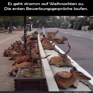 fun-Bild: Warteschlange der Weihnachtshirsche