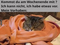 Wochenendpl�ne: Katzencocooning