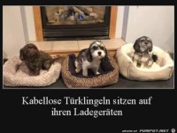 Tierische Türklingeln