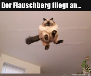 Katze-kommt-angeflogen.jpg auf www.funpot.net