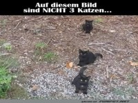 Optische Illusion mit Katzen