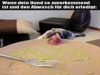 Sp�lhilfe auf vier Pfoten