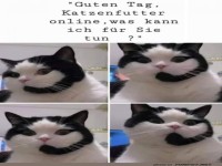 Kundenservice-Katze am Apparat!