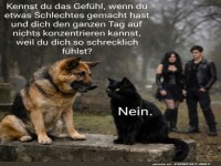 Wenn Katzen keine Reue kennen